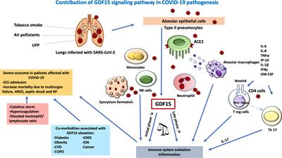 Coping With Stress: The Mitokine GDF-15 as a Biomarker of COVID-19 Severity